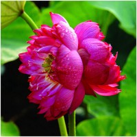 红花碗莲