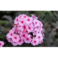 宿根花卉福禄