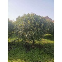 红叶石楠