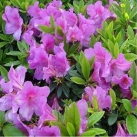 意轩批发杜鹃花苗庭院绿化苗木毛娟树苗四季常青庭院绿化苗木树苗 一件【100棵10-20厘米高】